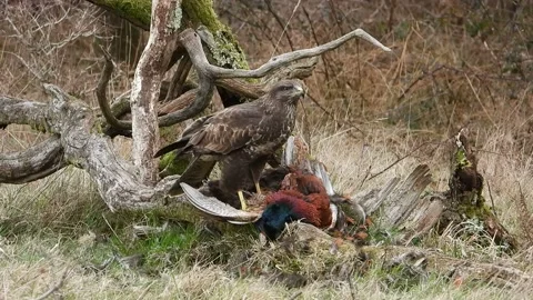 Buzzard or Common Buzzard. Feeding on a pheasant carcass   (Buteo buteo)   9 Stock Footage 164398452