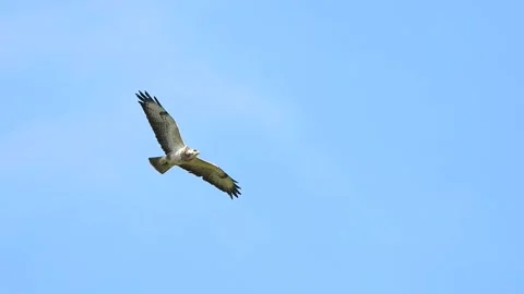 Buzzard or Common Buzzard. Soars against blue sky   (Buteo buteo)   9323P4 Stock Footage 144372312
