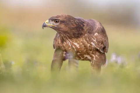 Buzzard perched in grass Foto stock