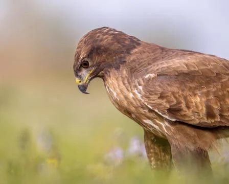 Buzzard perched in grass Stock Photos