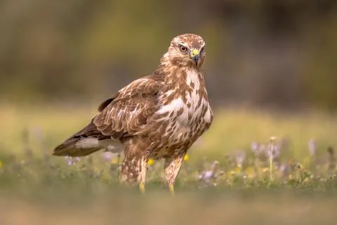 Buzzard perched in grass Stock Photos