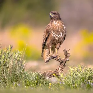 Buzzard perched on log Stock Photos