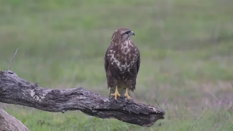 Buzzard perched on an old log Stock Footage 147902946