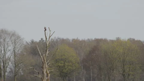 Buzzard perched on top of dead tree against overcast sky. 4K 60fps. Stock Footage 334134814