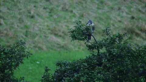Buzzard perched in tree in dawn  Stock Footage 311154694