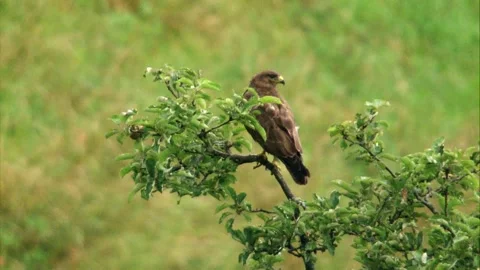 Buzzard perched in tree during summer Stock Footage 311154691
