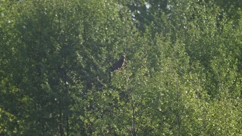 Buzzard perched on tree scans the field below for rodents, background of gr.. Stock Footage 308380659