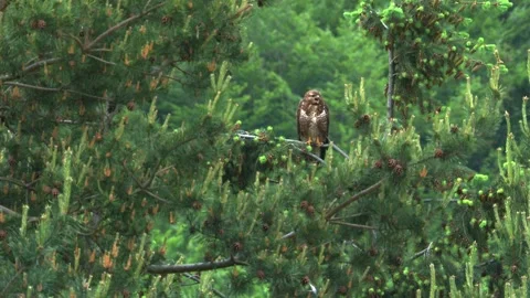 Buzzard perches in a pine and calls across the forest  Stock Footage 318717684