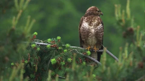 Buzzard perches in a pine and calls across the forest ; close up Stock Footage 318717731