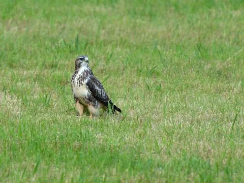Buzzard Stock Photos