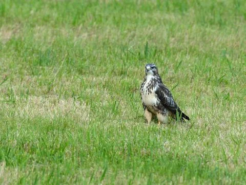 Buzzard Stock Photos