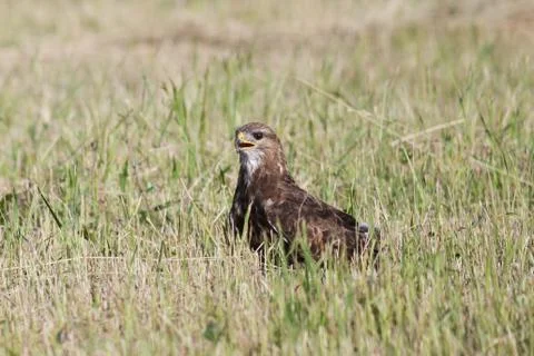 Buzzard Foto stock