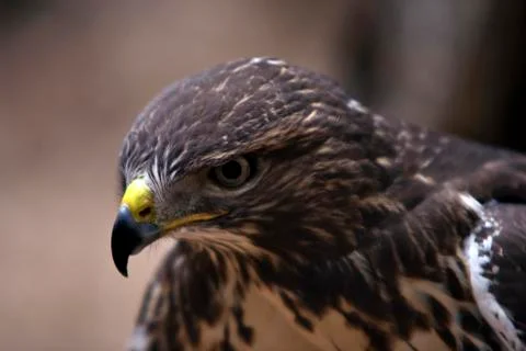 Buzzard Stock Photos
