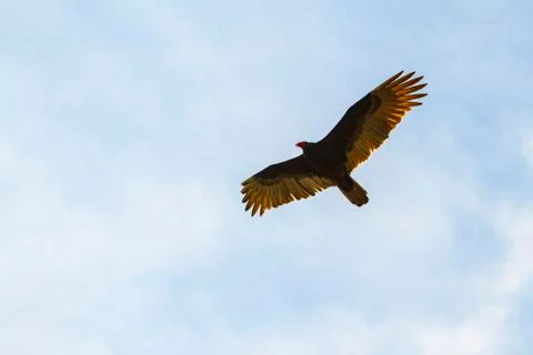 Buzzard Stock Photos