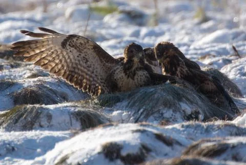 Buzzard Stock Photos