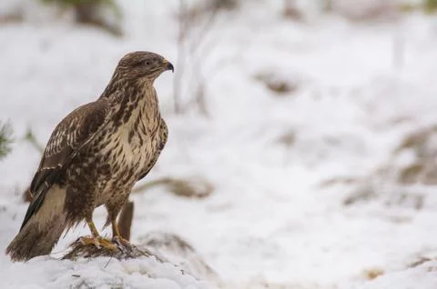 Buzzard Stock Photos