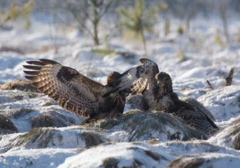 Buzzard Stock Photos