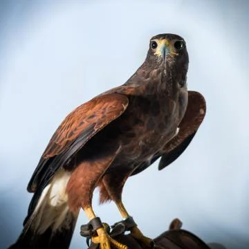 Buzzard Stock Photos