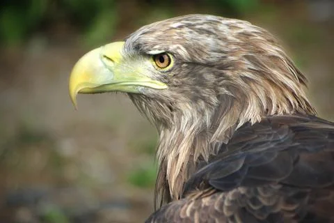 Buzzard Stock Photos