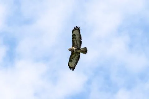 Buzzard Stock Photos
