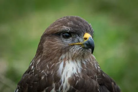 Buzzard Stock Photos