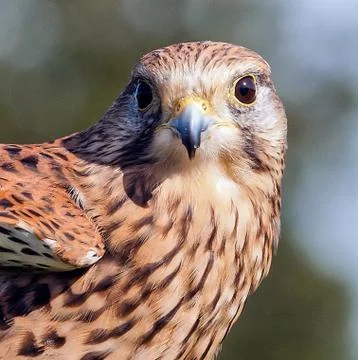 Buzzard Stock Photos