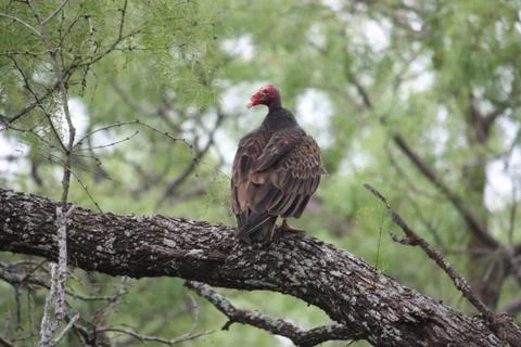 Buzzard Stock Photos