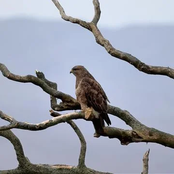 Buzzard. Stock Photos