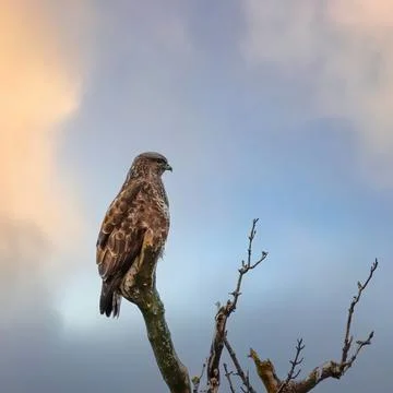 Buzzard. Stock Photos