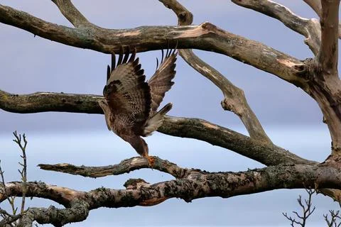 Buzzard. Stock Photos
