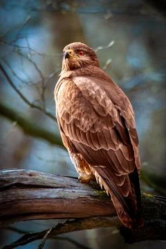 Buzzard Stock Photos