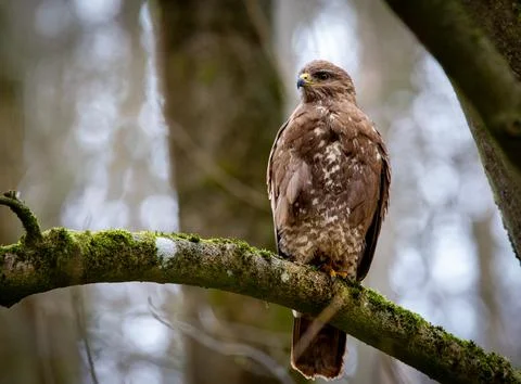 Buzzard Stock Photos