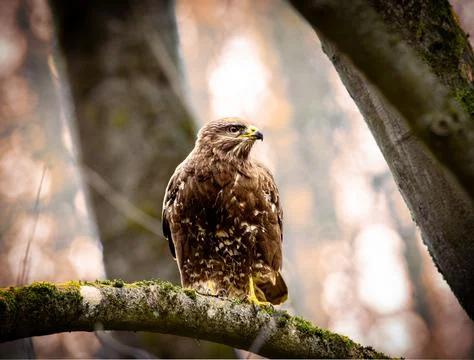 Buzzard Stock Photos