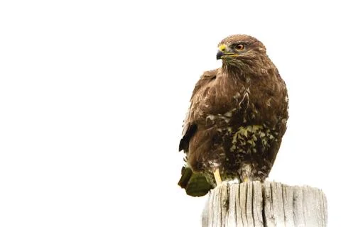 Buzzard on a pillar in Front, Buteo buteo Stock Photos