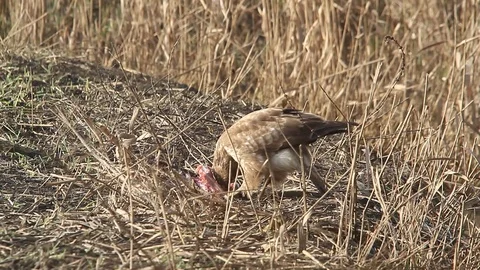 The buzzard Poiana eats its prey - Italian Nature Video stock 95032759
