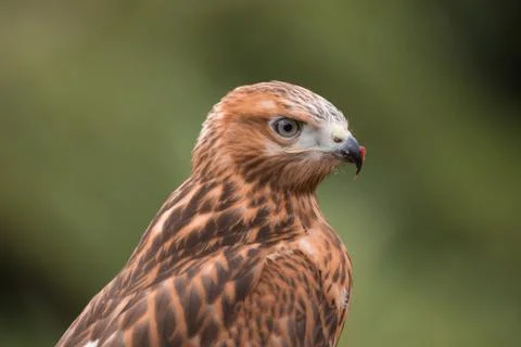 Buzzard portrait Fotos Stock