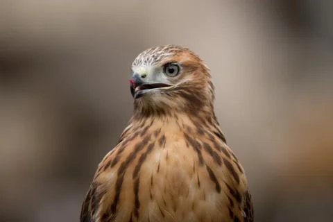Buzzard portrait 스톡 사진