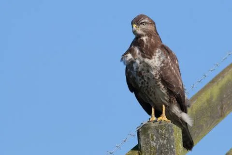 Buzzard on a post Stock Photos