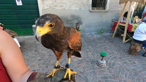 A buzzard at the Primaluna Palio Vídeo Stock 244603456