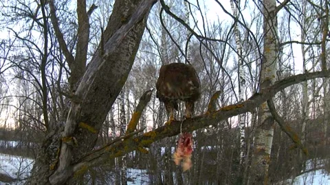 Buzzard pulls meat on branches,  forest, wildlife, Ukraine 스톡 동영상 149844458