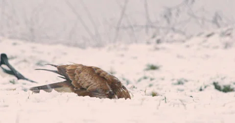 A buzzard ripping off pieces of it prey and eating in snow during blizzard Stock Footage 266155627