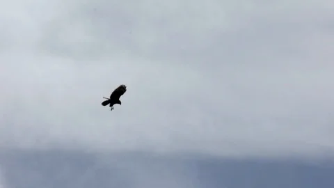 BUZZARD SHAPING HUNT 100 IPS HD Stock Footage 90467804