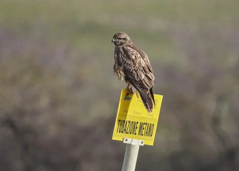 Buzzard on a sign Stock Photos