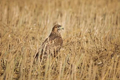 Buzzard is sitting on the field. The common buzzard Buteo buteo. Stock Photos
