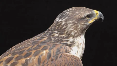A buzzard sitting Stock Footage 274236136