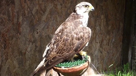 Buzzard sitting on a perch Stock Footage 107834791