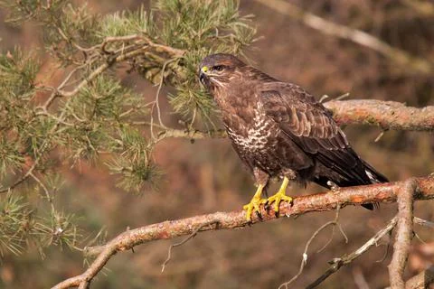 Buzzard sitting in a pine tree Stock Photos