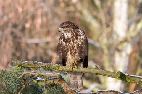 Buzzard sitting in winter in pine tree Stock Photos