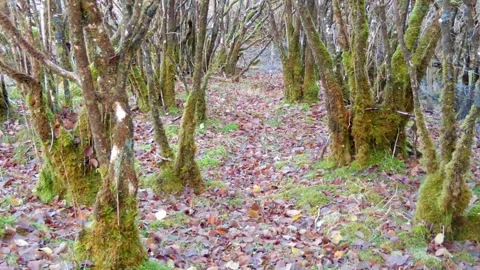 Buzzard skillfully glides under the trees. Isle of Skye Stock Footage 273321452