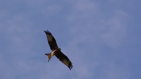 Buzzard in the sky Stock Footage 111351639